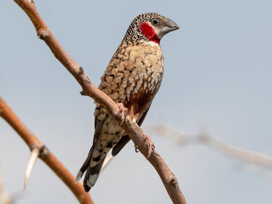 Finch - Cut Throat
