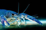 Yabby Blue Pearl