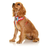 Doog Neoflex Harness Scooby Xs