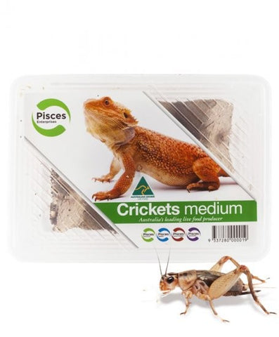 Crickets Medium Pisces