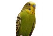 Budgie Care Sheet