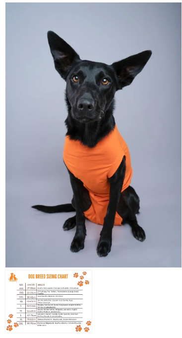 Dog Recovery Suit Orange Xl