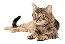 Kitten Care Sheet
