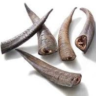 GOAT HORN MEDIUM