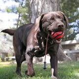 Kong Dog Wavz Bunjiball Asstd Large Z
