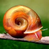 Snail - Red Ramshorn Large 3cm