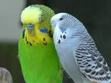 Budgie