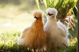 Silkie