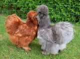 Silkie