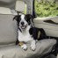 Petsafe Happy Ride Rear Seat Cover Bench Tan 114 X 142cm Z