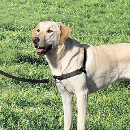 GENTLE LEADER - EASY WALK HARNESS BLACK LARGE