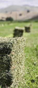 Ga Lucerne Hay 1.4kg