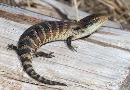 Blue Tongue Lizard - Eastern Complete Wildlife Register