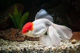 Oranda Asst. 5cm