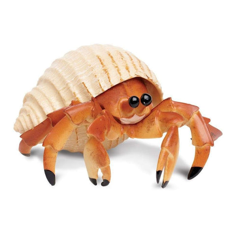 Hermit Crab Live