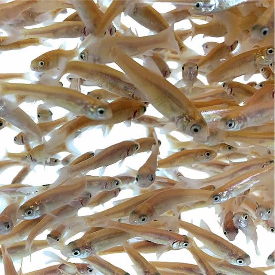 Feeder Fish 