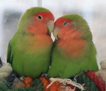 Lovebird - Peachface