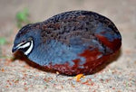 Quail - King (small) Unsexed