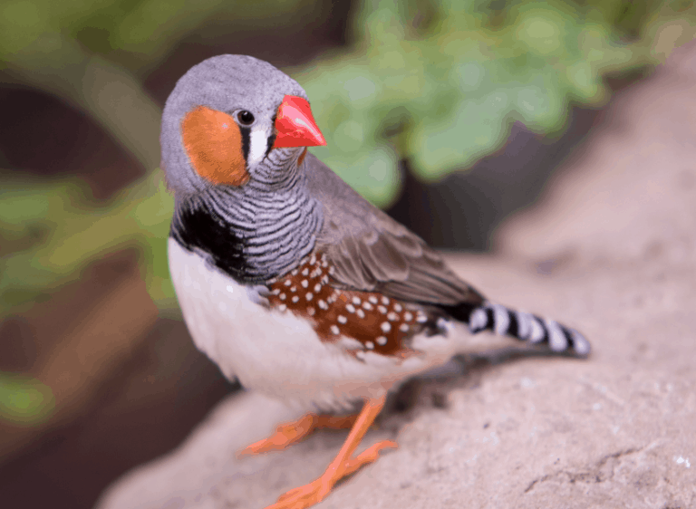 Finch - Zebra