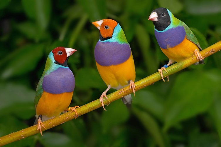 Finch - Gouldian Complete Wildlife Register