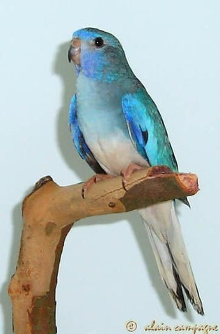 Parrot - Scarlet (blue) White Chested  Complete Wildlife Register