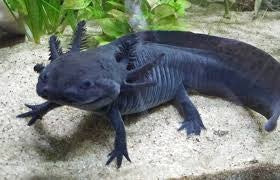 Axolotl - (mexican Walking Fish)asstd Colors 
