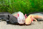 Axolotl - (mexican Walking Fish)asstd Colors 