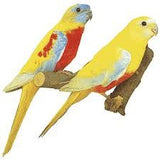 Parrot - Turquosine 