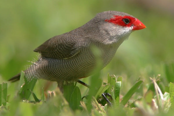 Finch - St Helenas