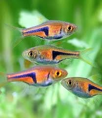 Rasbora Assorted