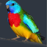 Parrot - Scarlet  Complete Wildlife Register