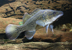 Murray Cod 