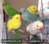 Indian Ring Neck Baby