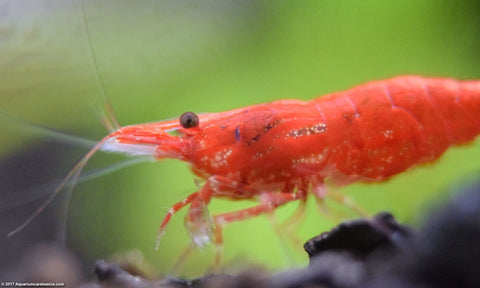 Shrimp Assorted