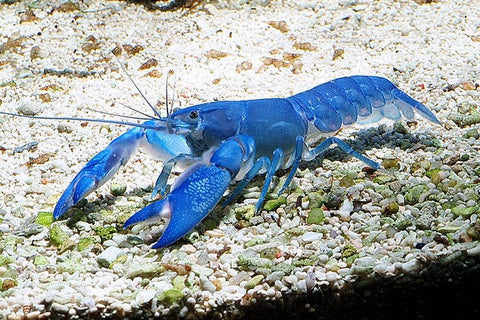 Yabby Blue Pearl