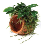 Terracotta Urn (small) With Anubias Paco