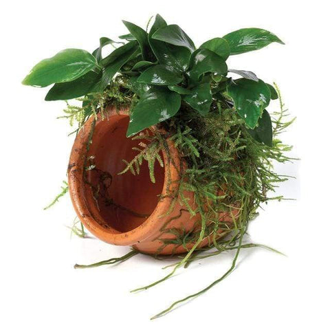Terracotta Urn (small) With Anubias Paco