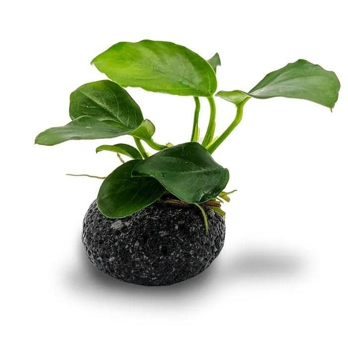 Smooth Lava Rock Creation - Large 