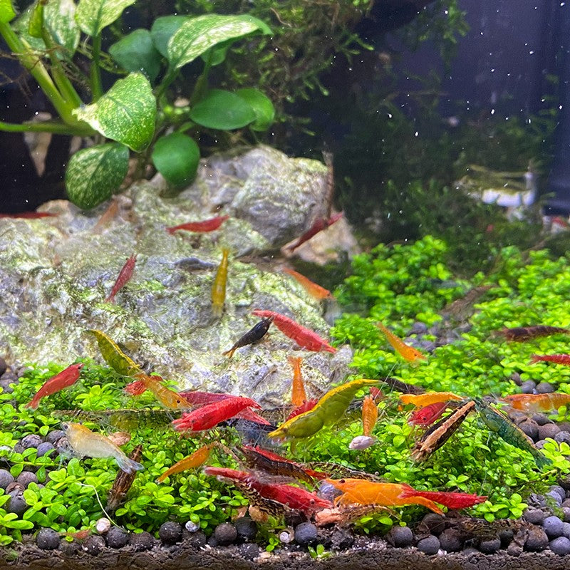 Shrimp Skittles 
