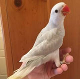 Indian Ringneck Breeding Pair 