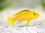 Cichlid - Electric Yellow 8cm+