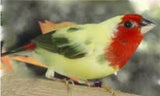 Finch - Red Faced Pied Parrot Finch 