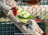 Finch - Red Faced Pied Parrot Finch 