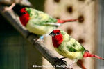 Finch - Red Faced Pied Parrot Finch 