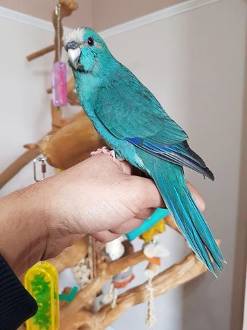 Kakarikis Blue