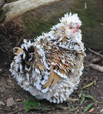 Belgium Bantam / Frizlle Mix