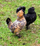 Belgium Bantam / Frizlle Mix