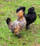 Belgium Bantam / Frizlle Mix