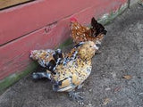 Belgium Bantam / Frizlle Mix