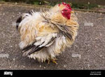 Belgium Bantam / Frizlle Mix